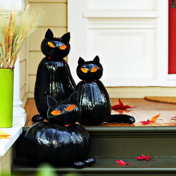 Black cat pumpkins