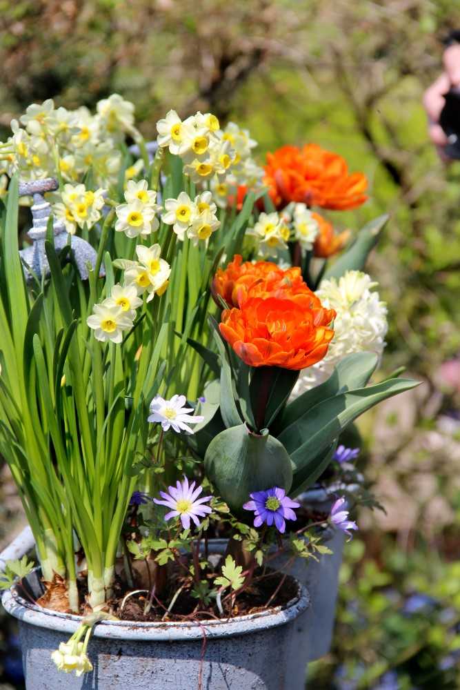 Flower pot planting bulbs in winter - London Drugs blog