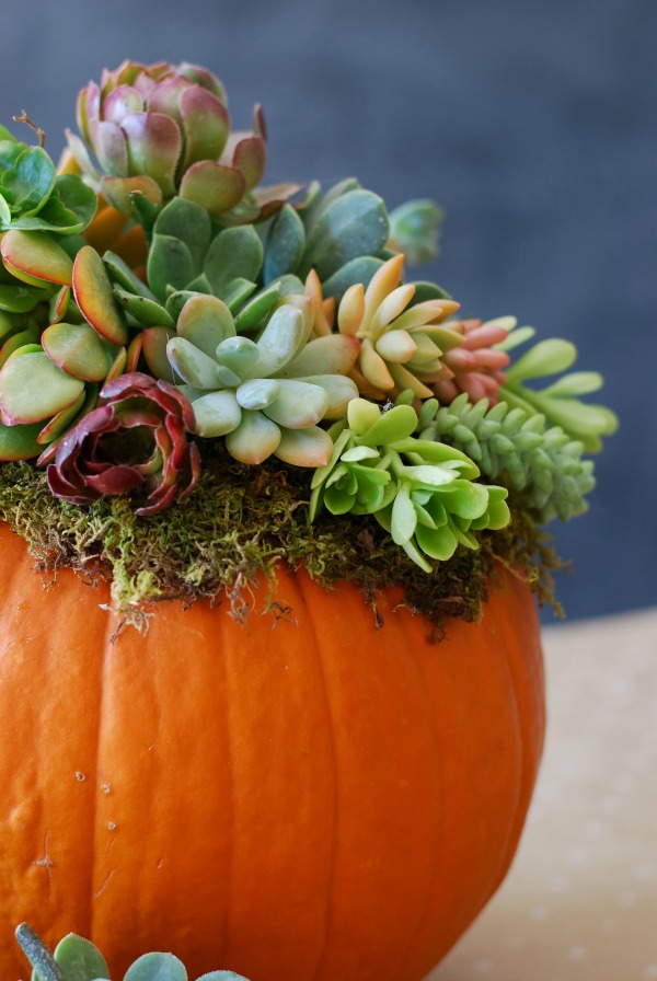 Pumpkin Succulent - London Drugs Blog