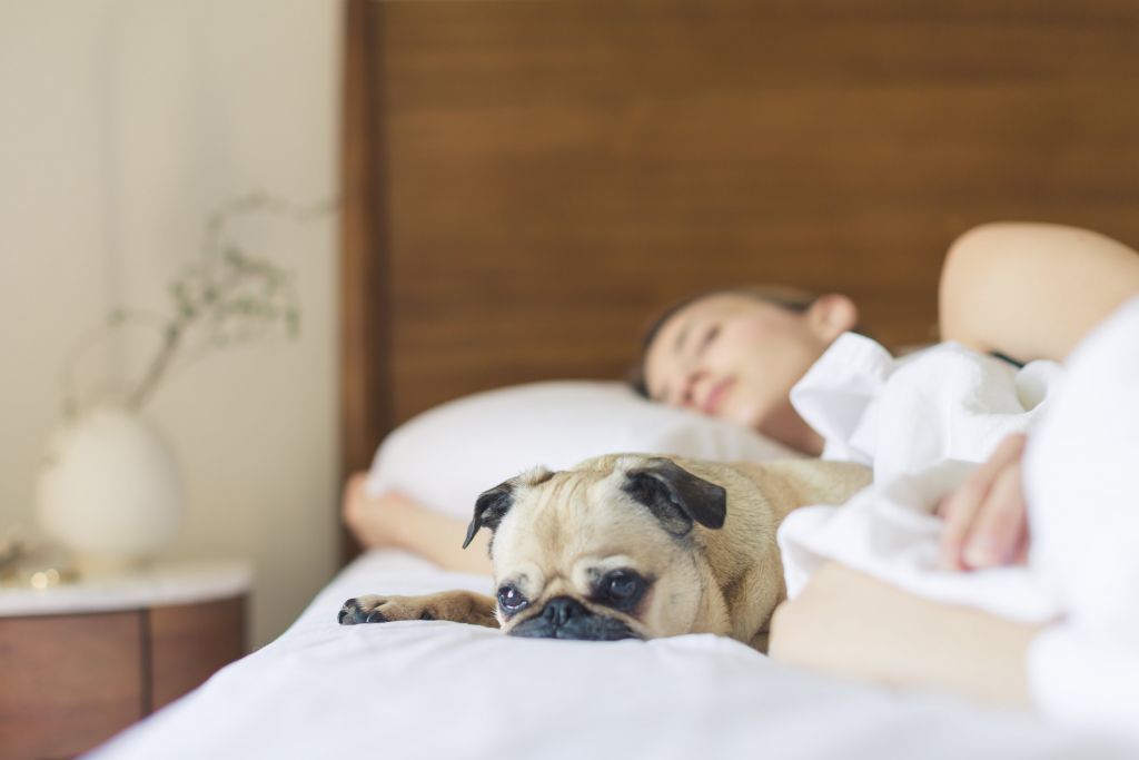 Better Sleep Habits Sleeping Dog London Drugs Blog