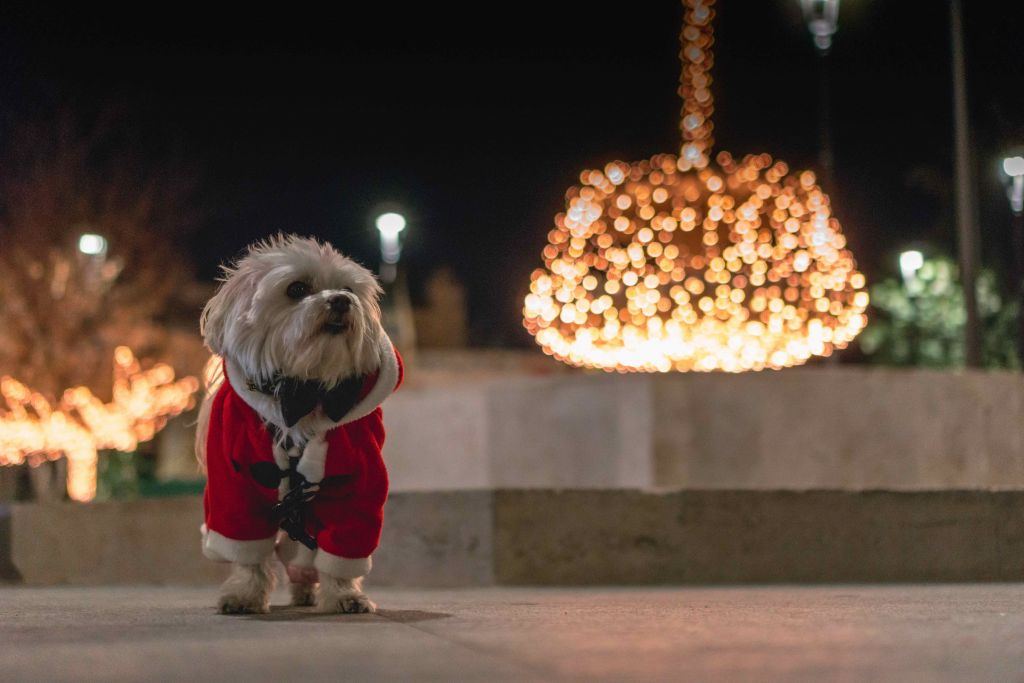 Pet safety tips for the holidays