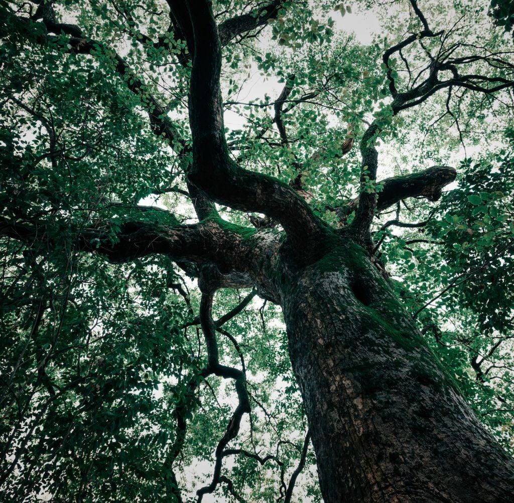 Those trees. Каркас Майя дерево. Maya Tree. 20 Trees. Tree Post.