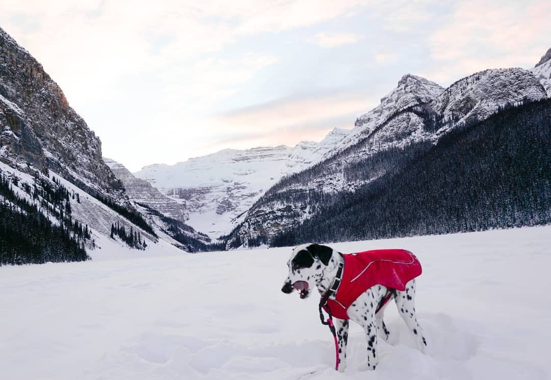 Beautiful Canada: Top 20 Winter dog photos to warm your heart