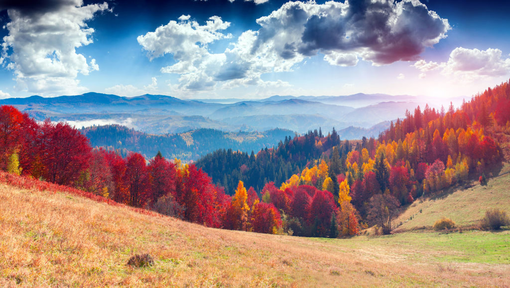 Capture the Beauty of Fall with these Photography Tips - London Drugs Blog